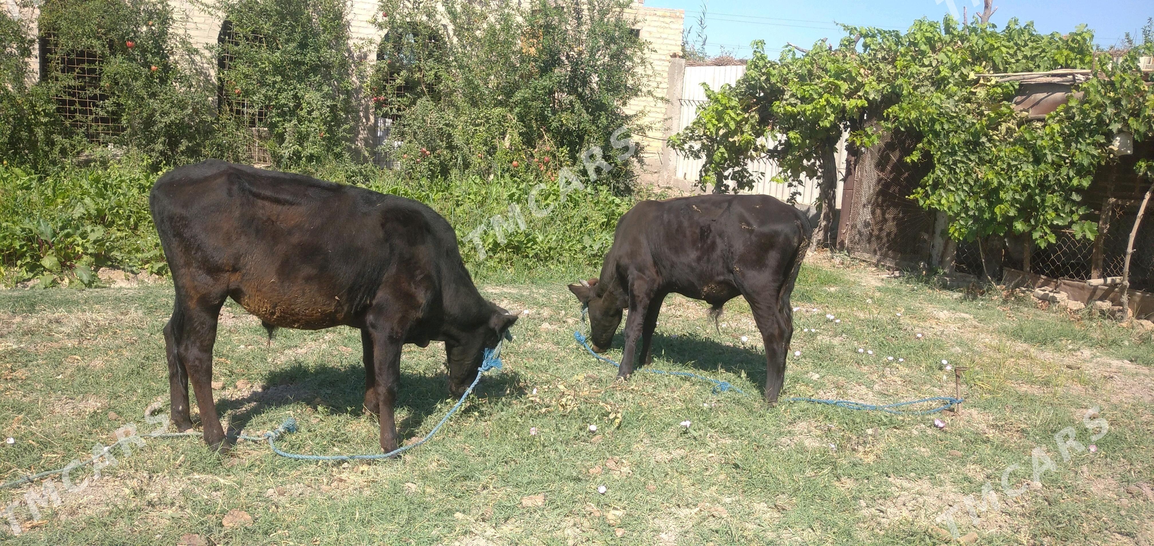2 sany öküz - Çärjew - img 5