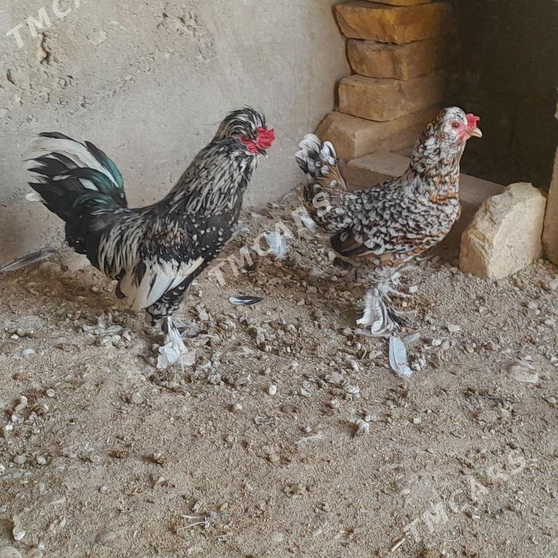 karlik - Balkanabat - img 3