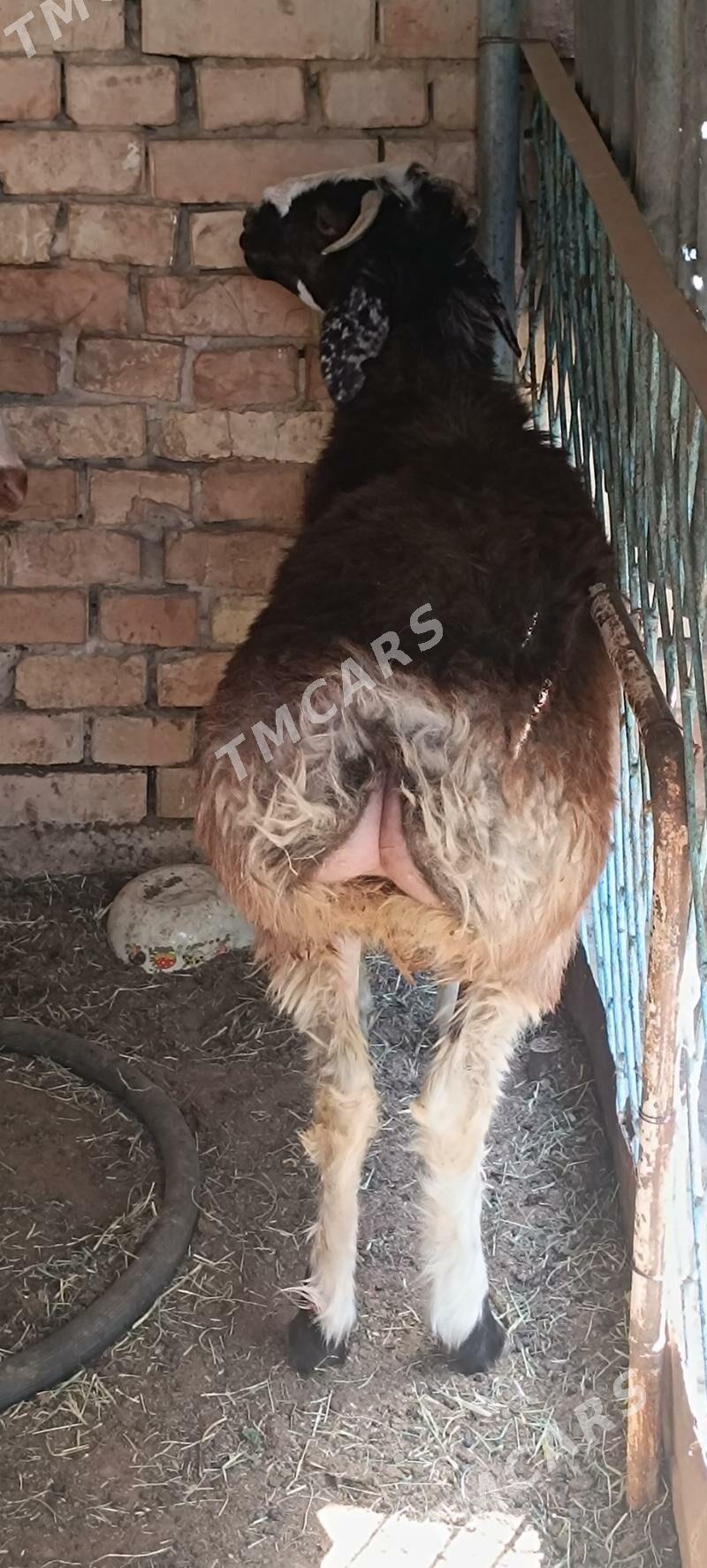 Aşgabat şäheri Hitrowka - Хитровка - img 2