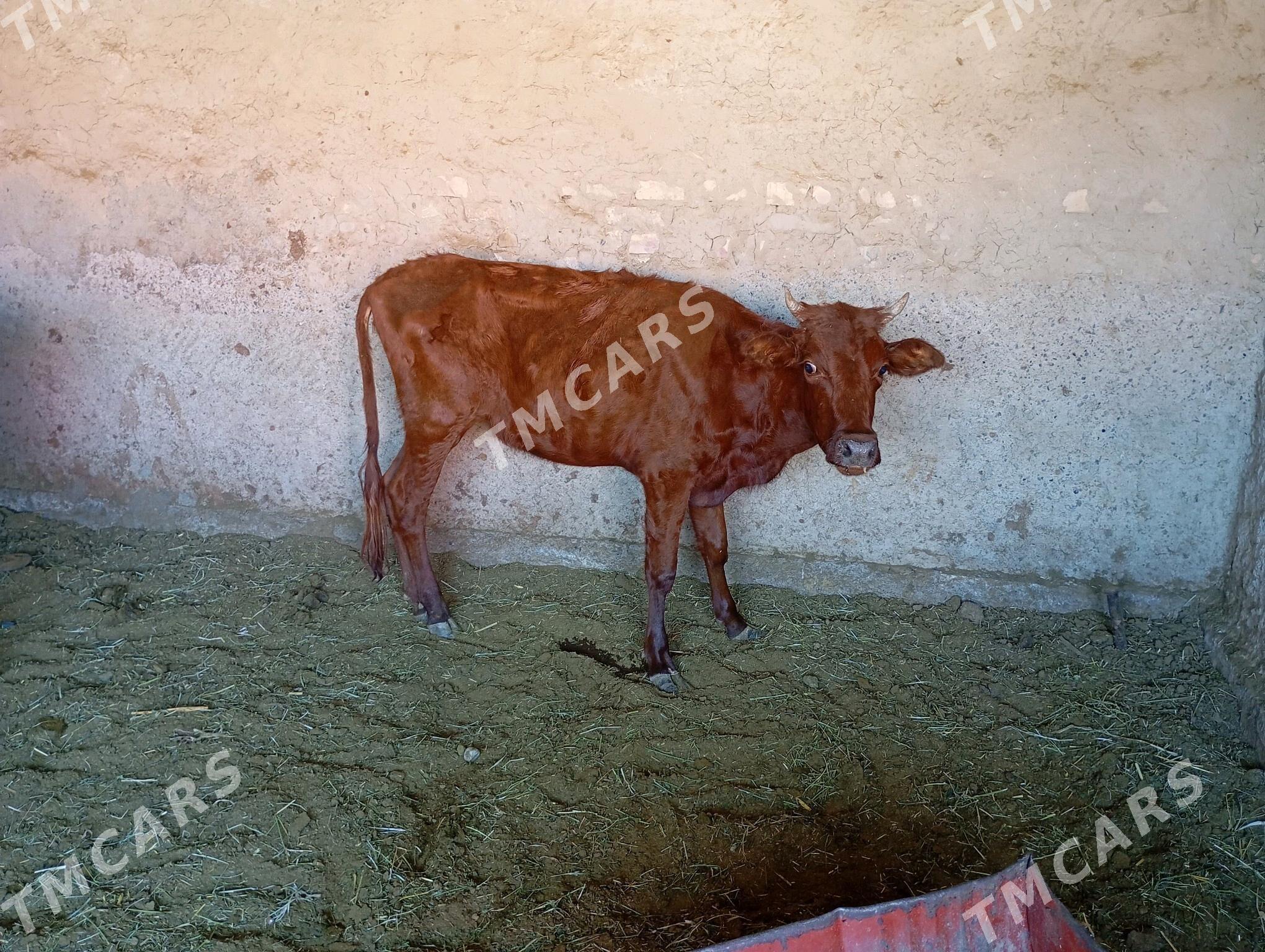 gulajyn - Mary - img 2