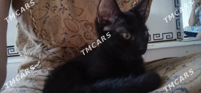 Pishik - Daşoguz - img 2