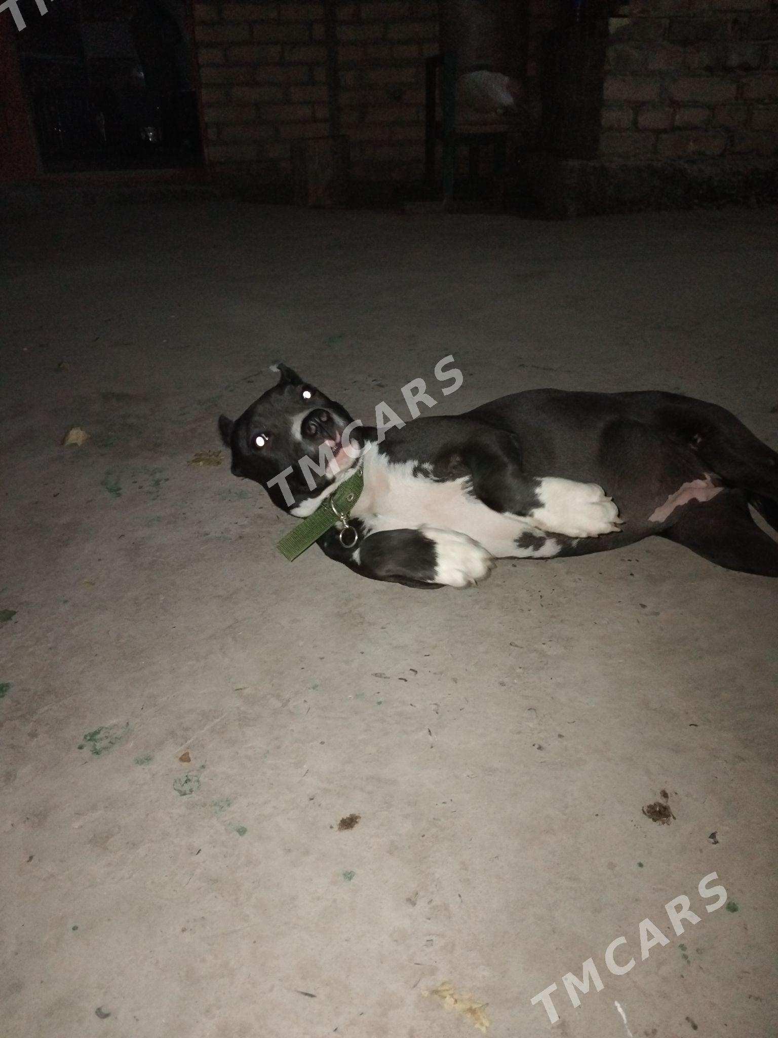 pitbul - Чарджоу - img 3