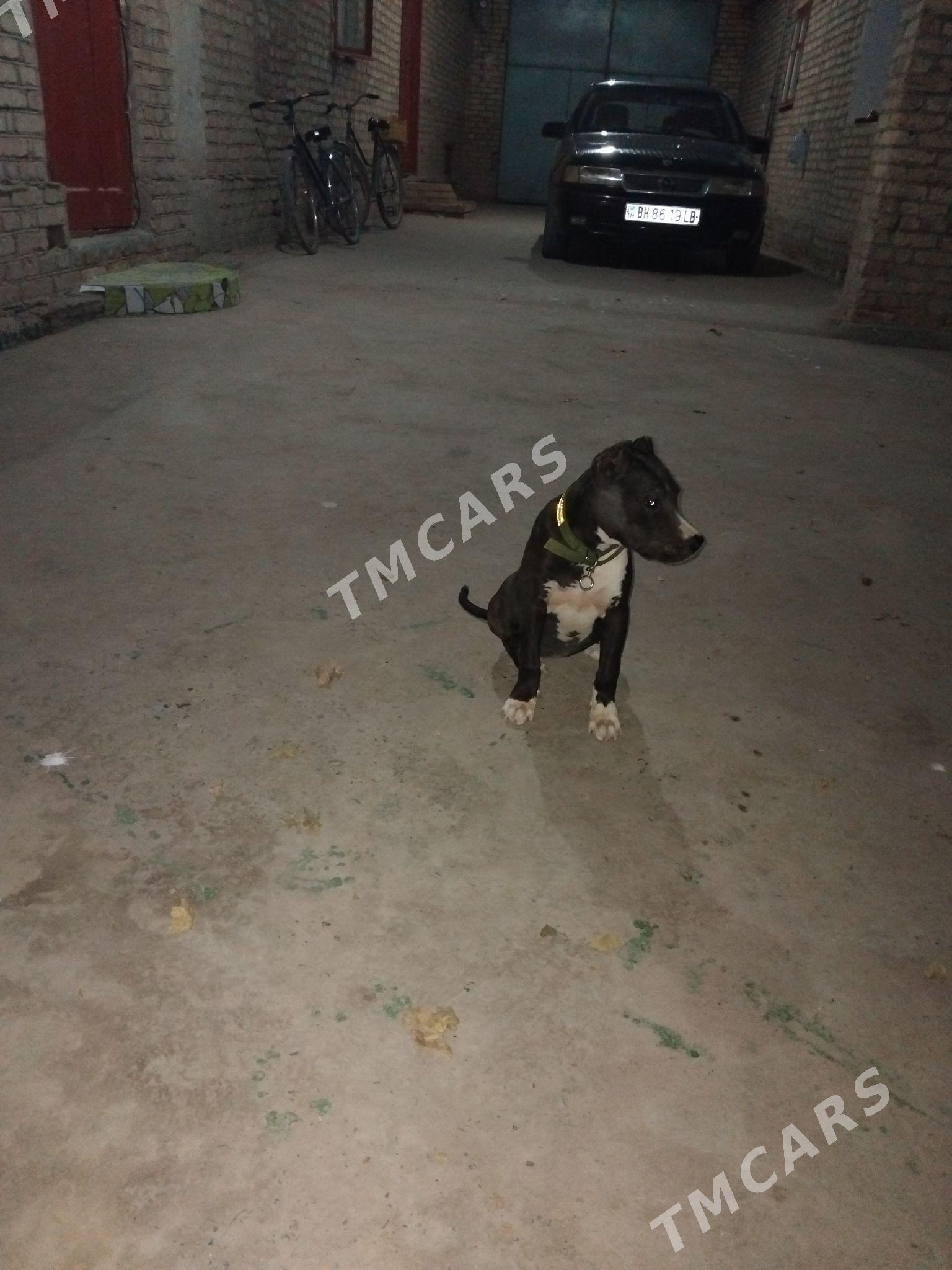 pitbul - Чарджоу - img 4