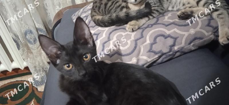 Котёнка /Pishikler - Daşoguz - img 2