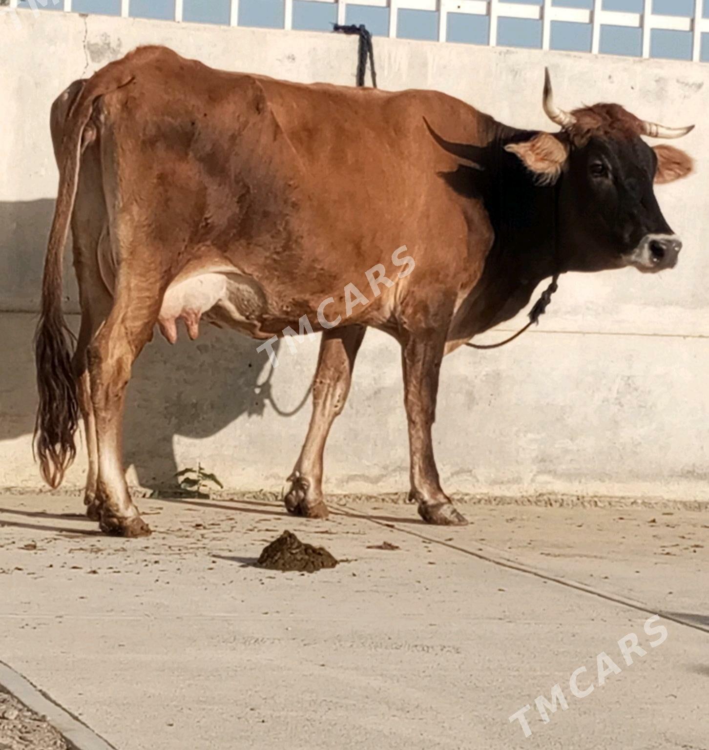 GÖLELİ SYGYR - Gökdepe - img 2