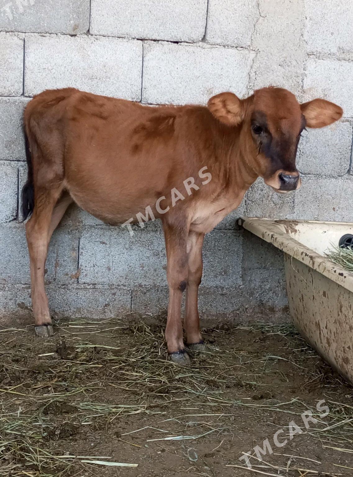 GÖLELİ SYGYR - Gökdepe - img 3