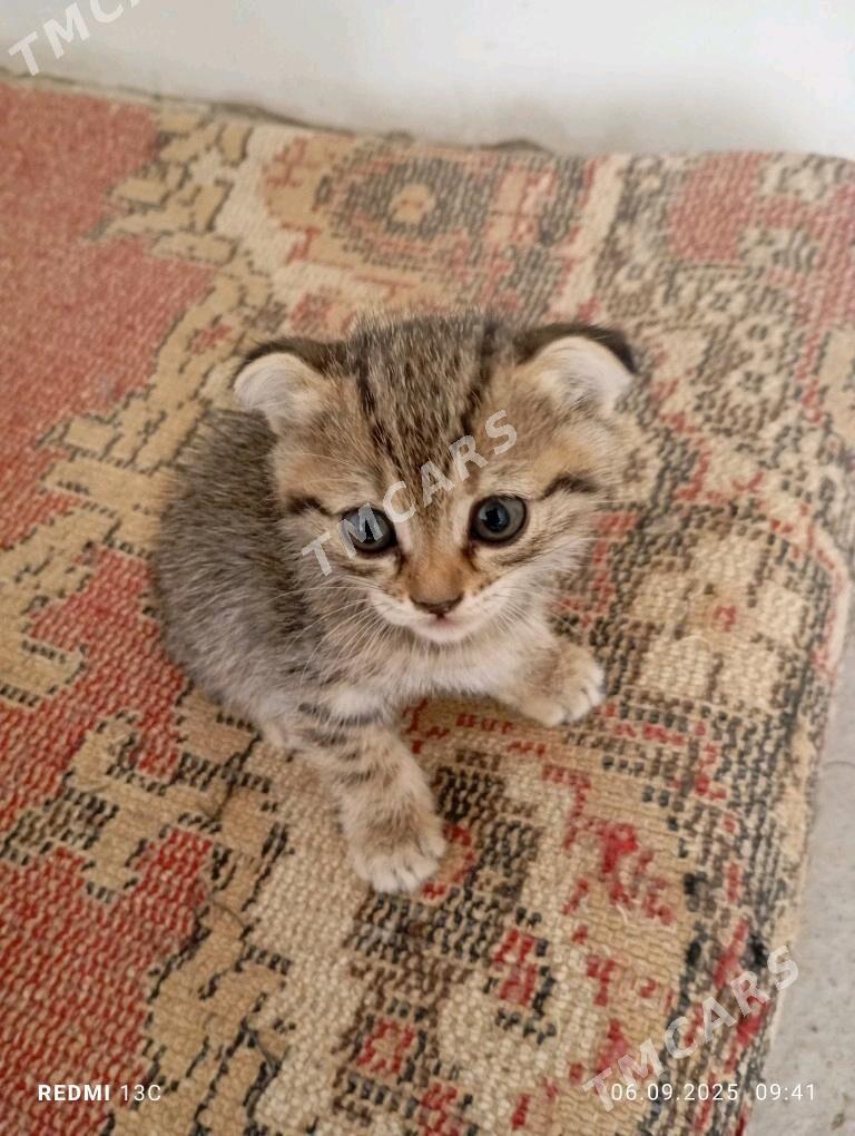 котята - Каракумский этрап - img 4