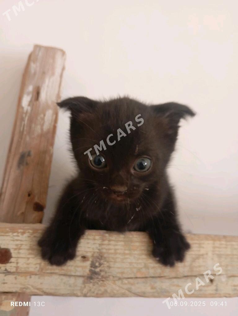 котята - Каракумский этрап - img 2