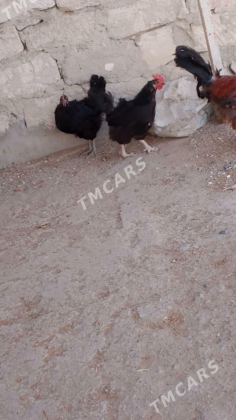 Towuk - Türkmenbaşy - img 2