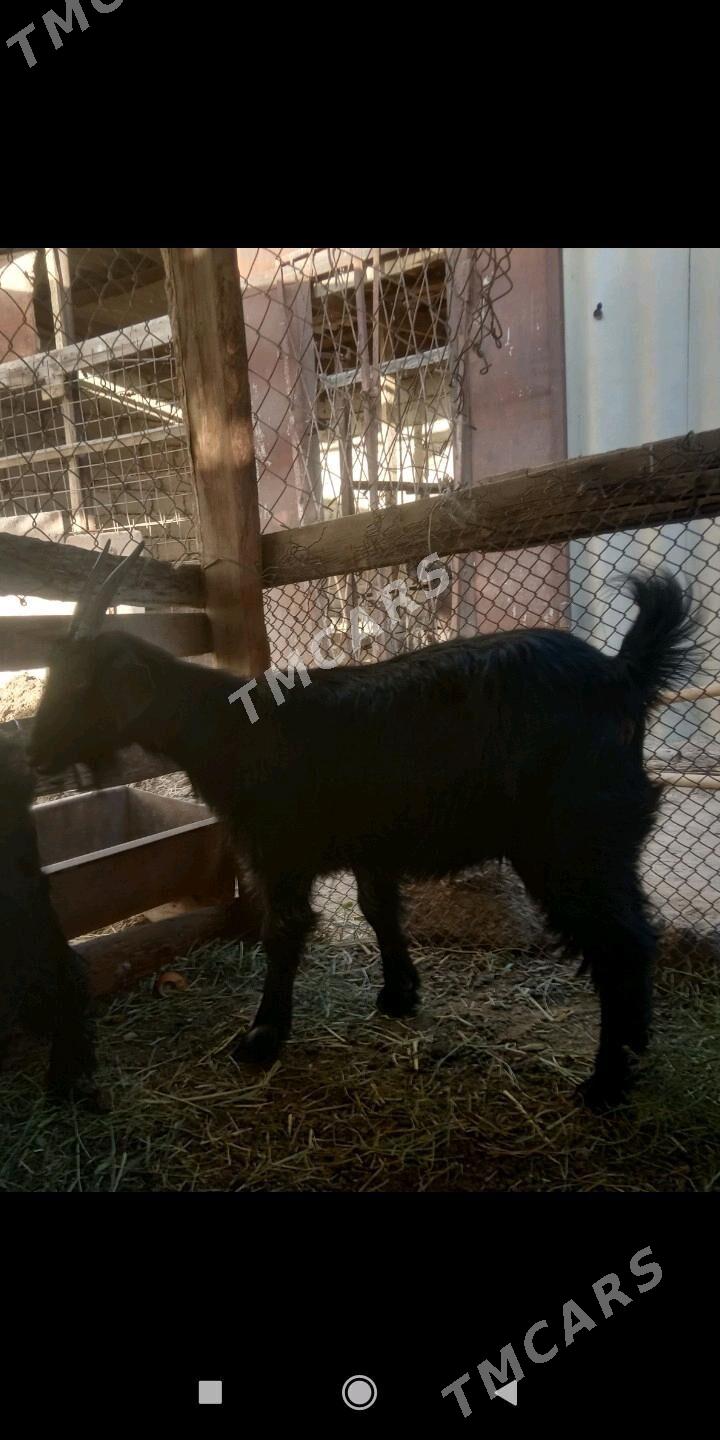 dog - Änew - img 2