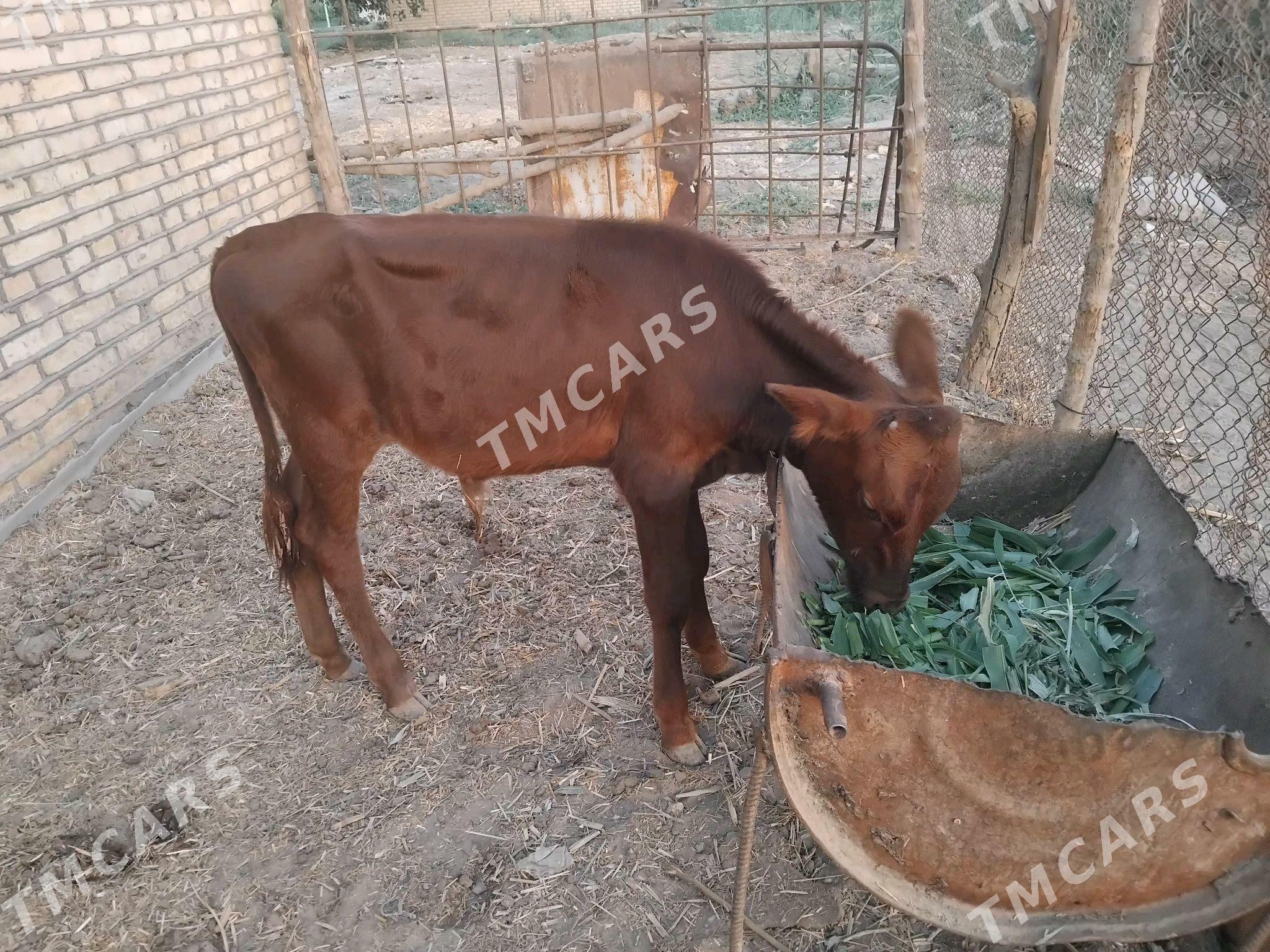 öküzçe - Mary - img 2