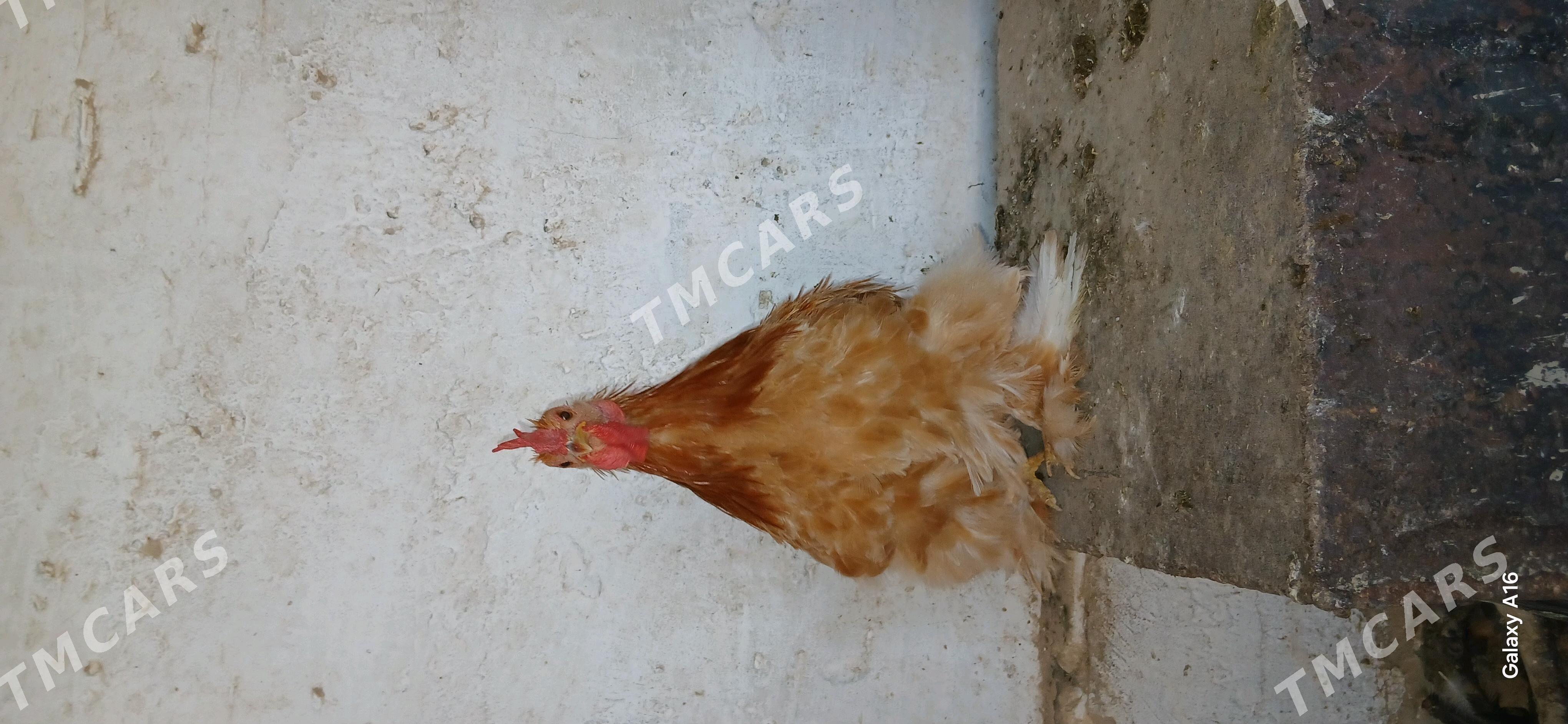 karlyk horoz - Baýramaly - img 2