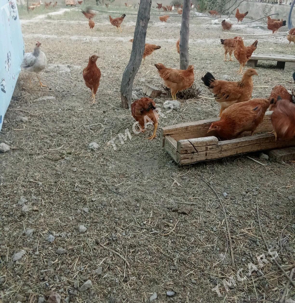 Towuk jüyje - Ak bugdaý etraby - img 3