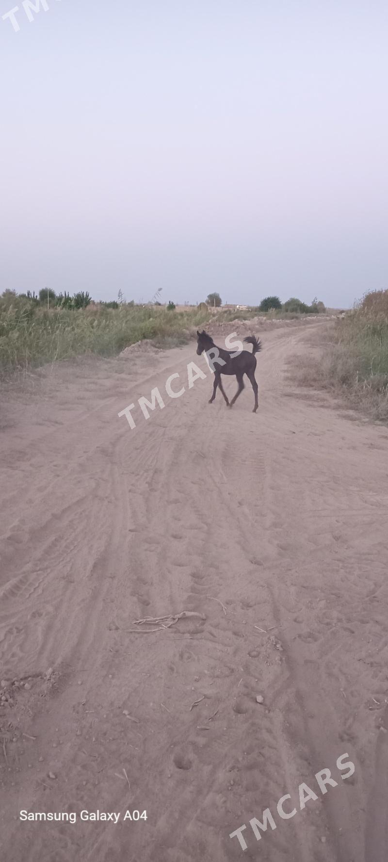 Maral - Сакар - img 2