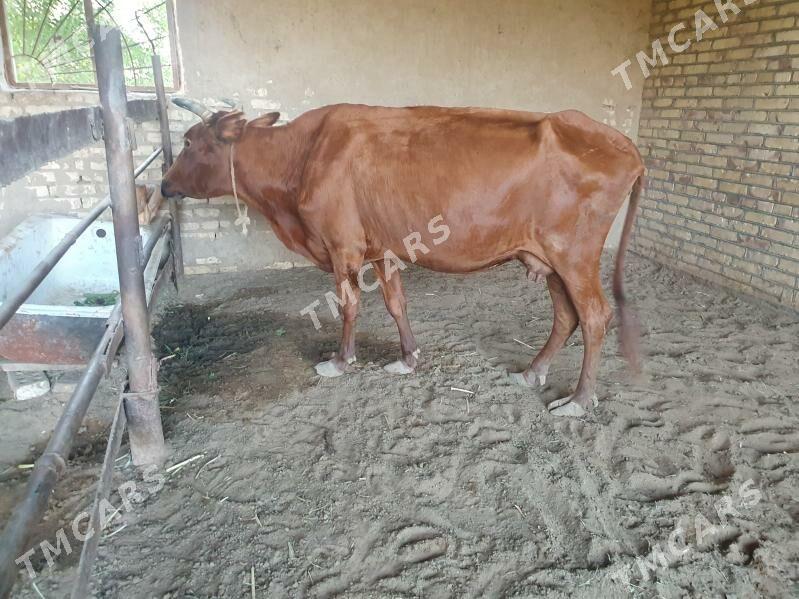 sygyr - Wekilbazar - img 2