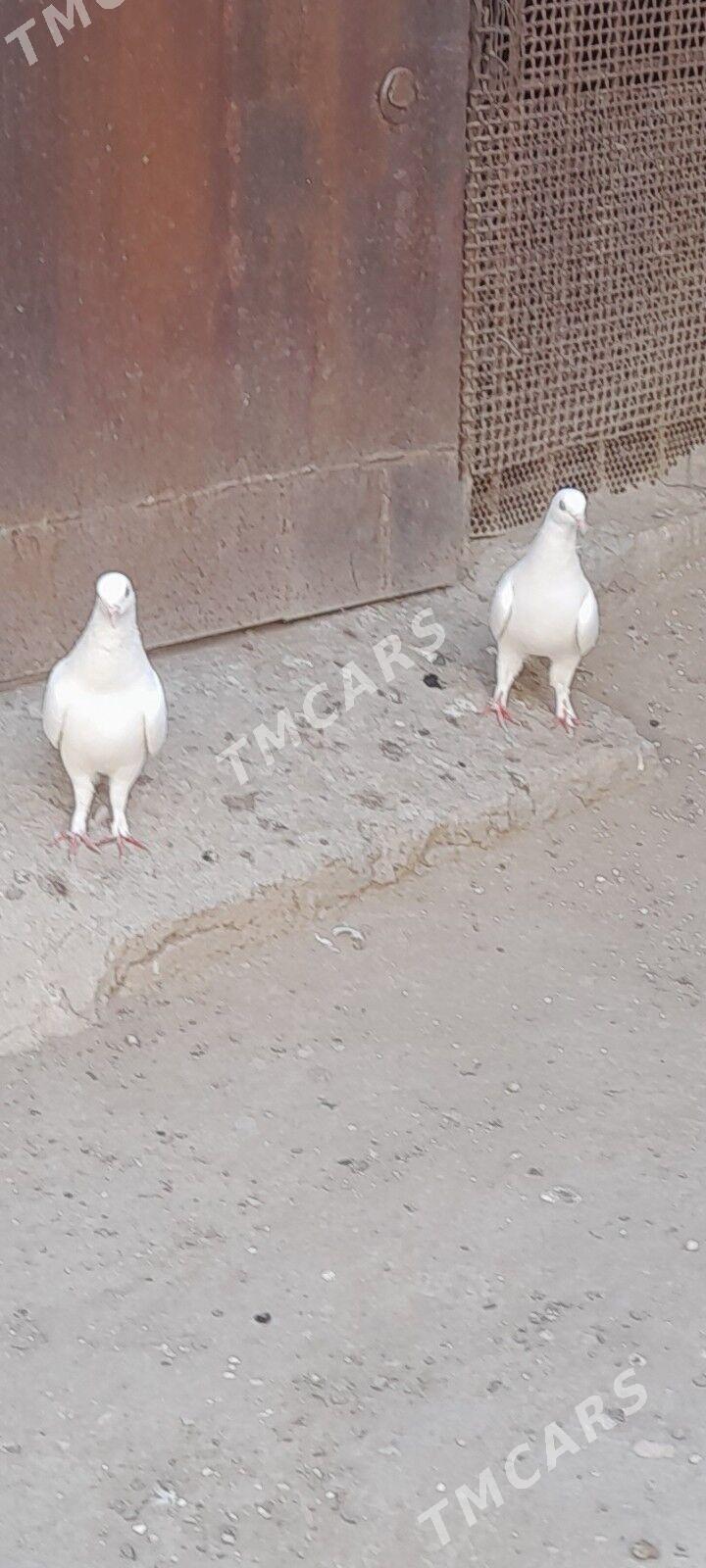 kepderi - Balkanabat - img 2