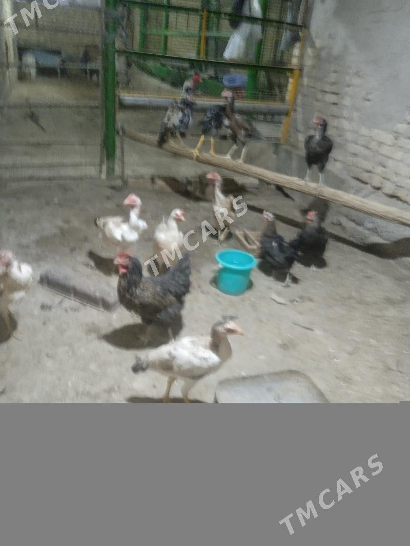 towuklar - Чарджоу - img 2