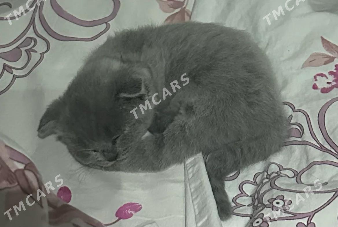 продам веслоухого котёнка - Parahat 7 - img 4