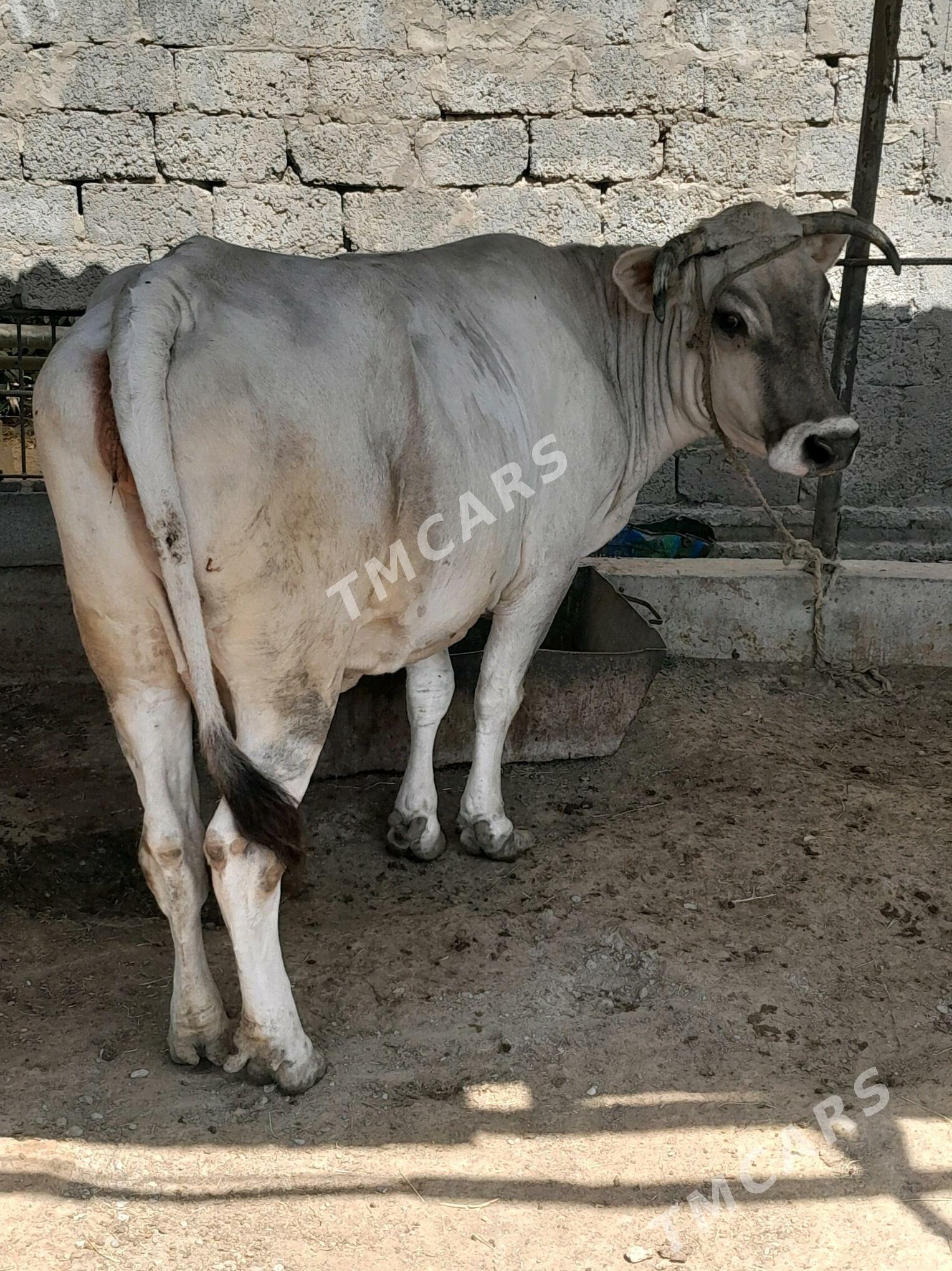 sygyr - Gökdepe - img 3