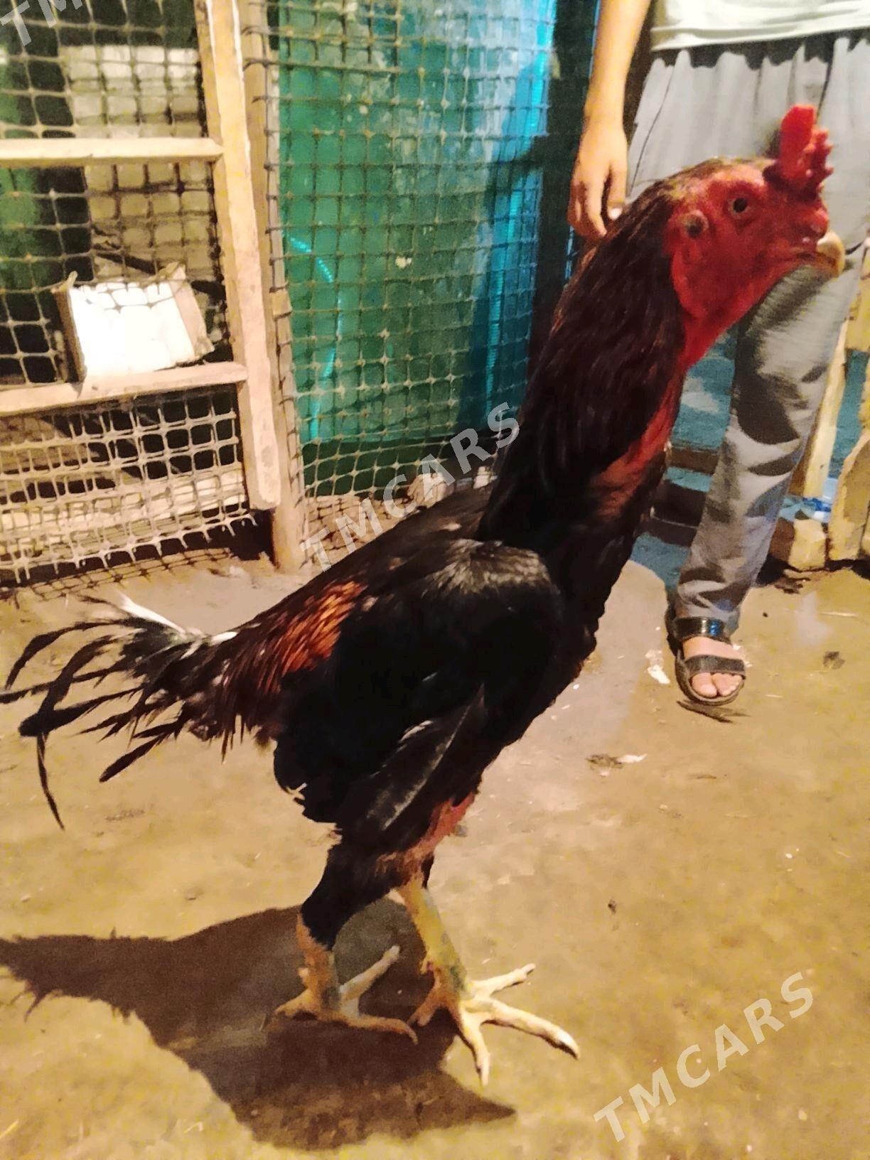 Horaz - Daşoguz - img 2