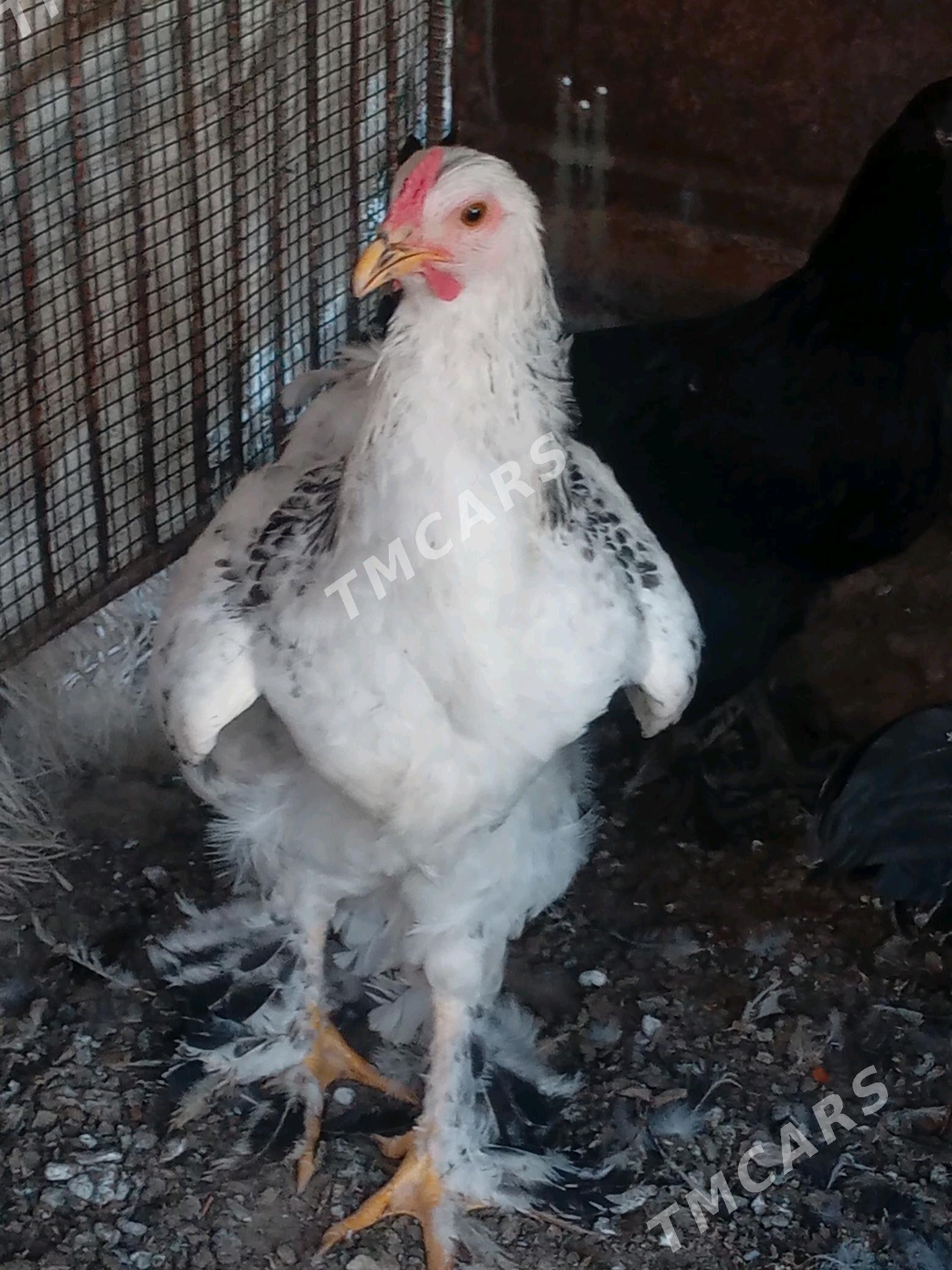 Horaz - Bereket - img 2