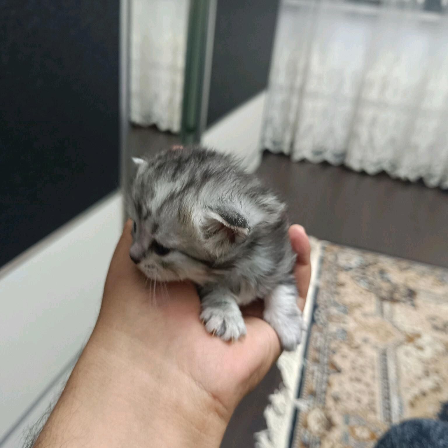 Котята шотландские - Çehow köç. (A.Nyýazow şaýoly) - img 5