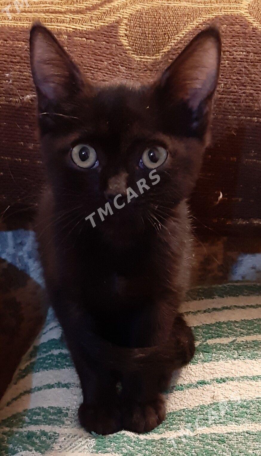 отдам котят - Ашхабад - img 2