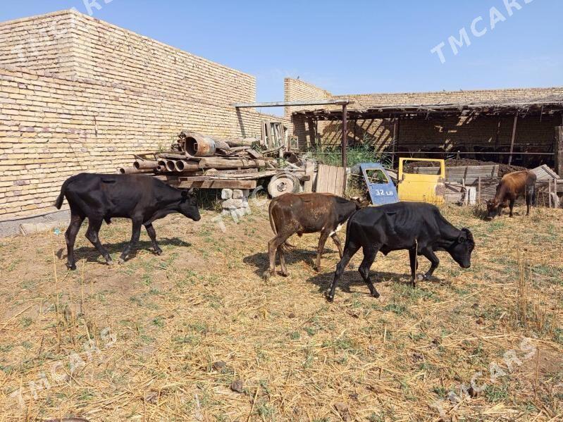 meydan okuzler - Türkmenabat - img 2