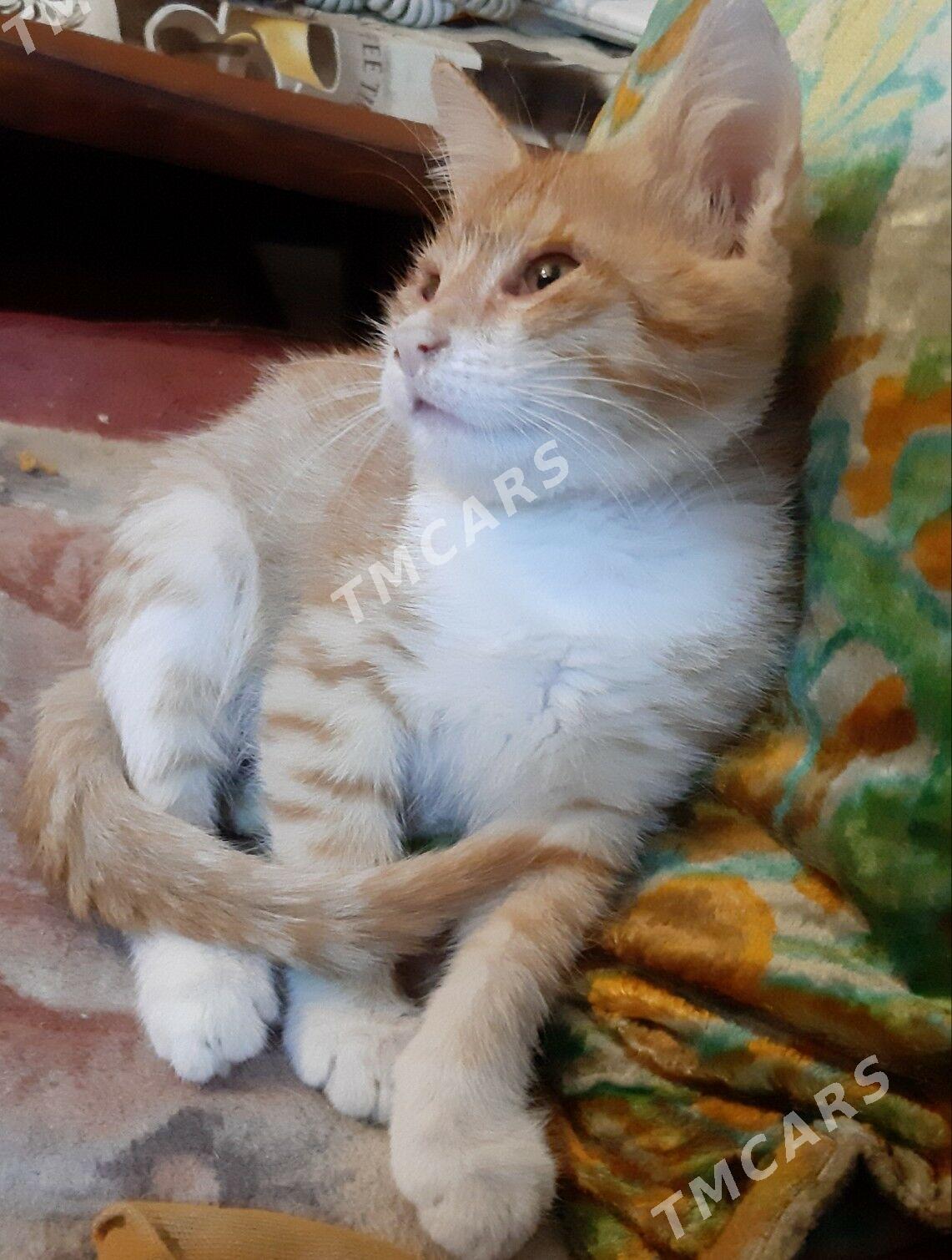 отдам котят - Ашхабад - img 2