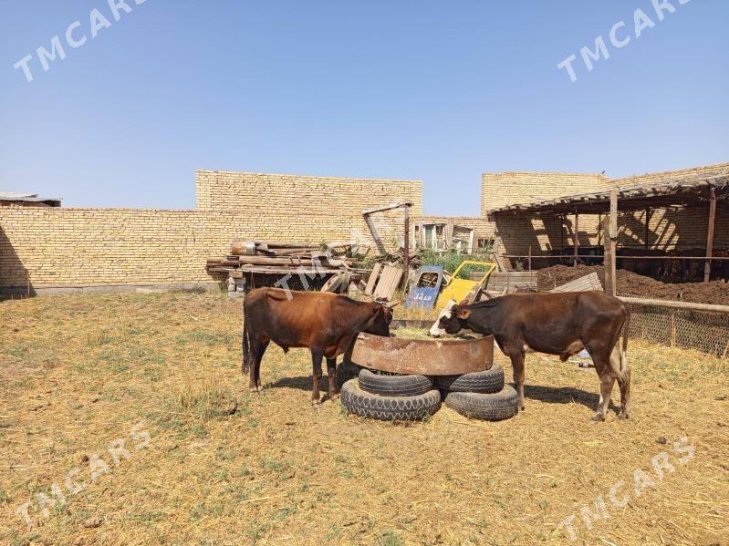meydan okuzler - Türkmenabat - img 3