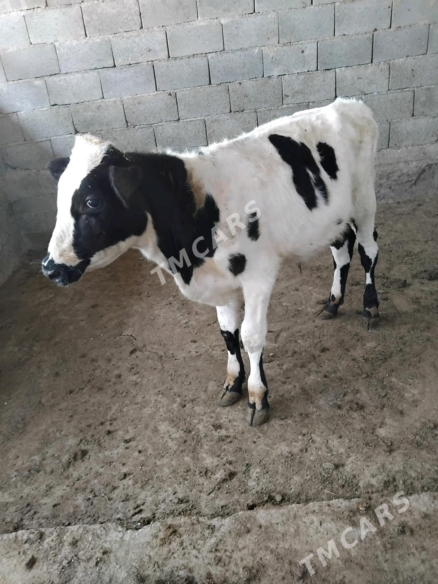 öküz - Gökje - img 3