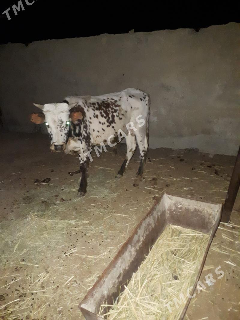 ökuzöküz - Bereket - img 2