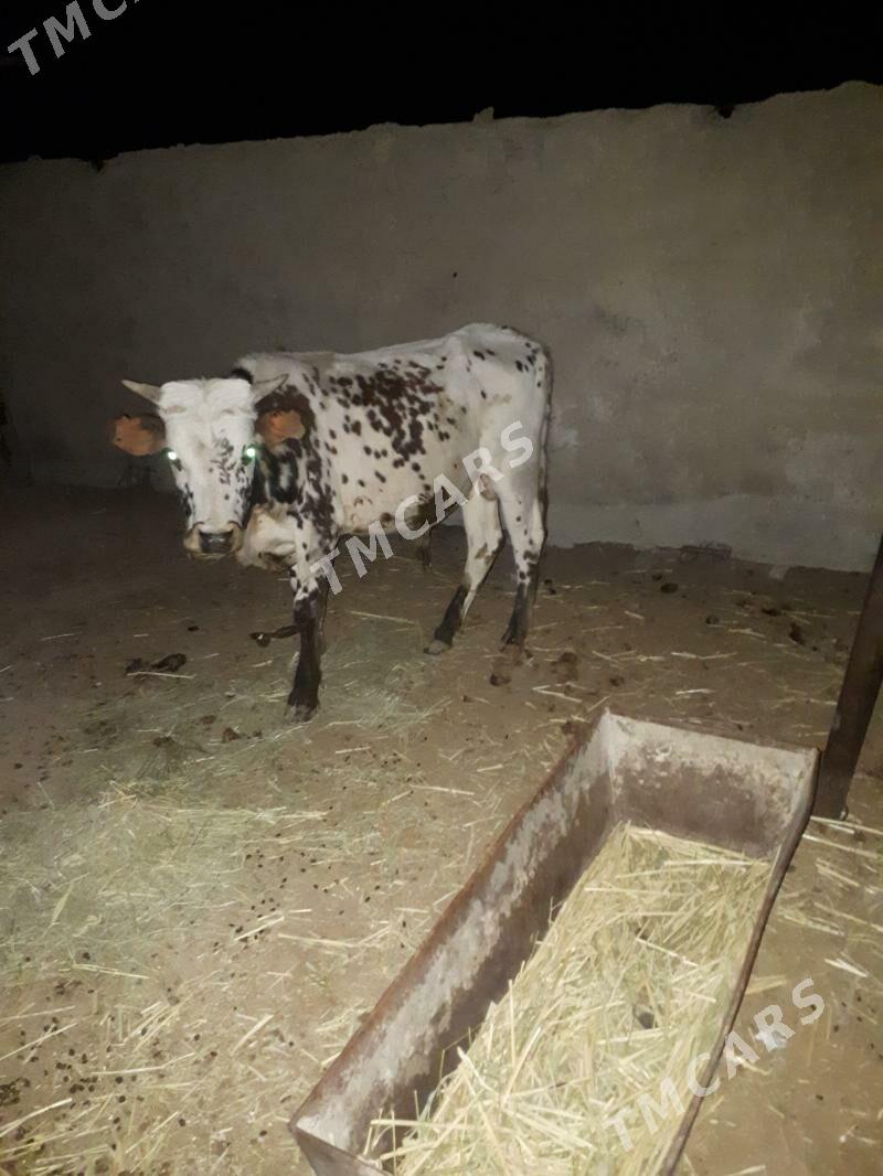 ökuzöküz - Bereket - img 3