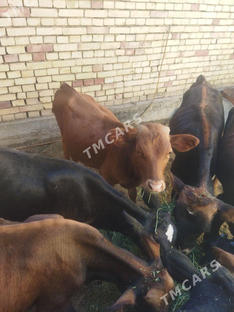 göle - Мары - img 2