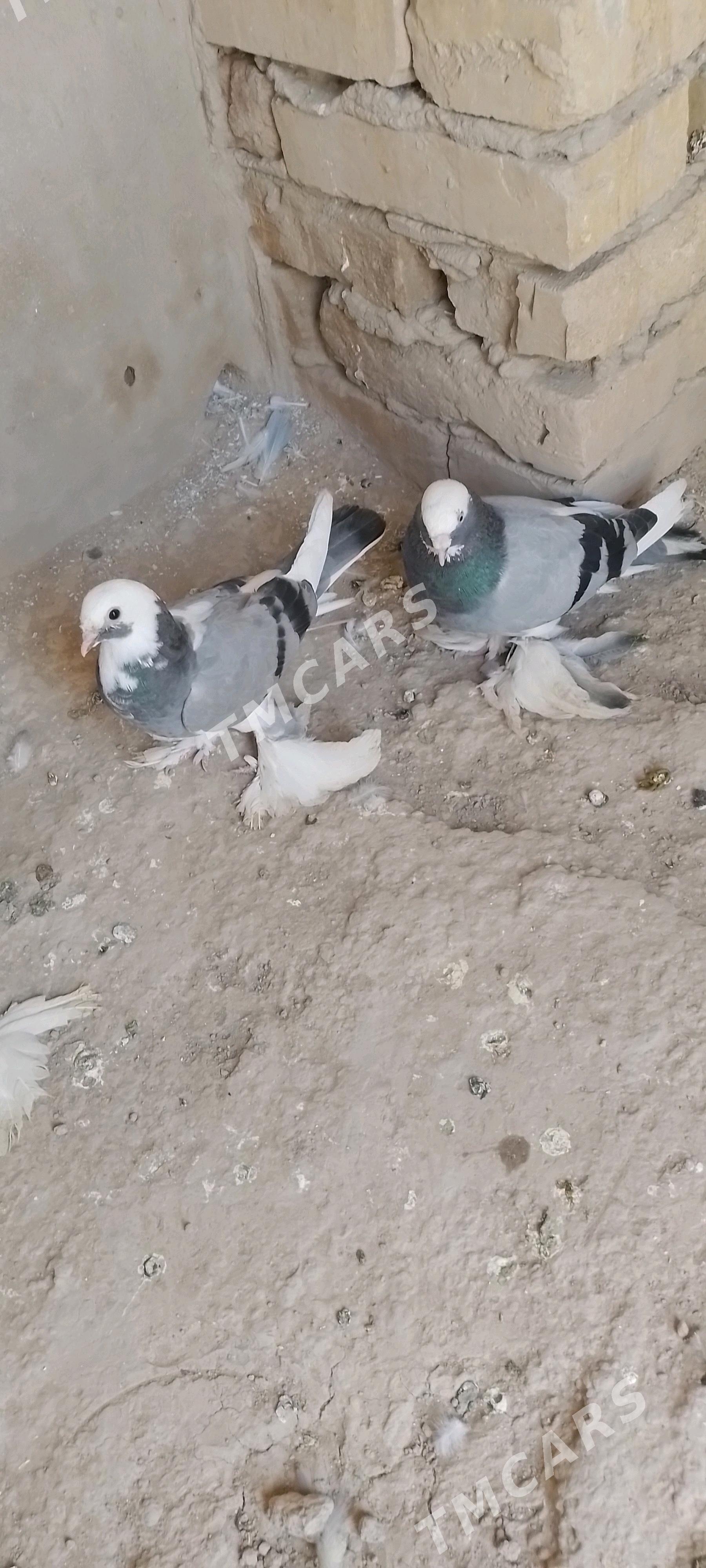 kepder - Türkmenabat - img 2