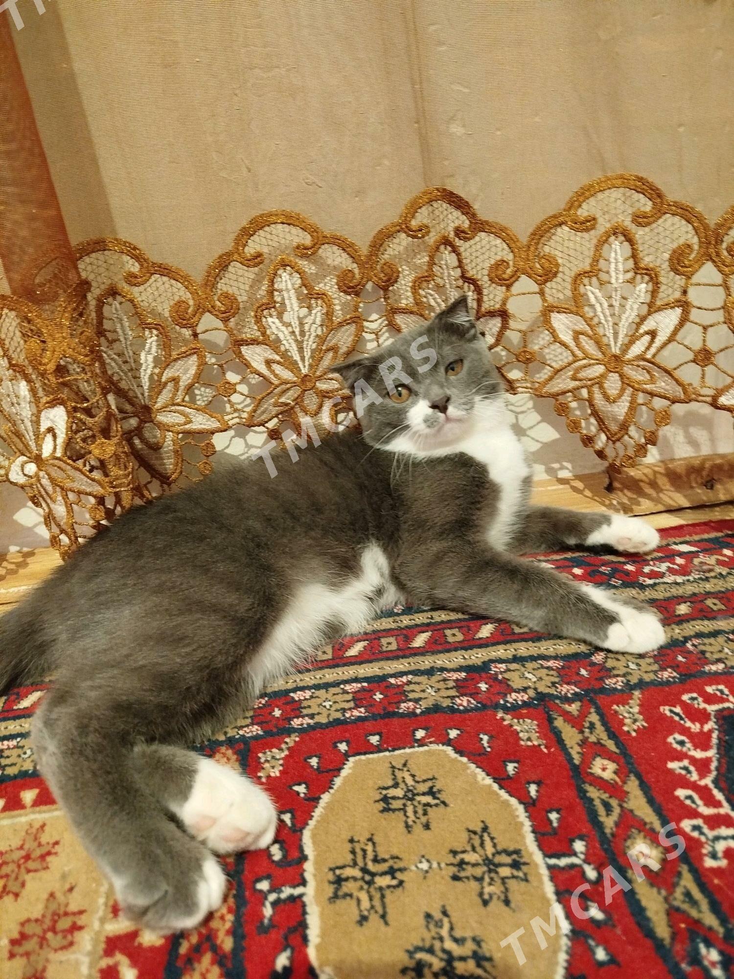 barsik - Анев - img 3