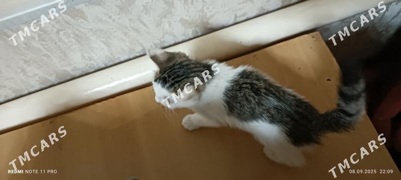 котёнок - Дашогуз - img 3