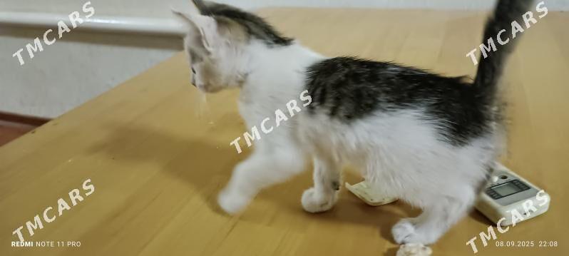 котёнок - Дашогуз - img 2