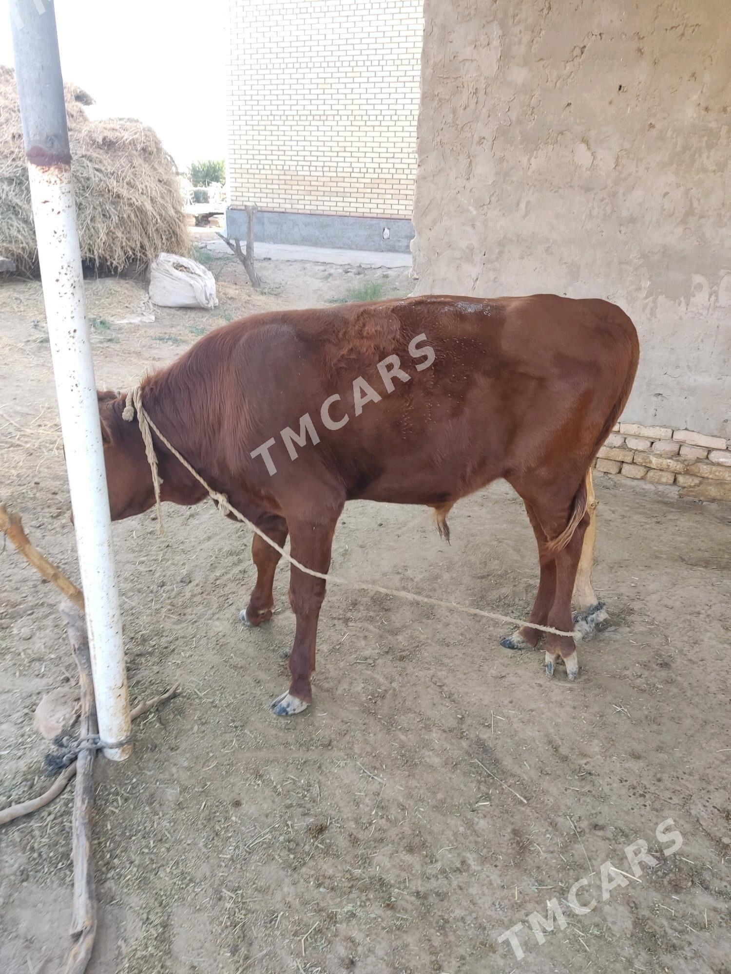 öküzçe - Murgap - img 2