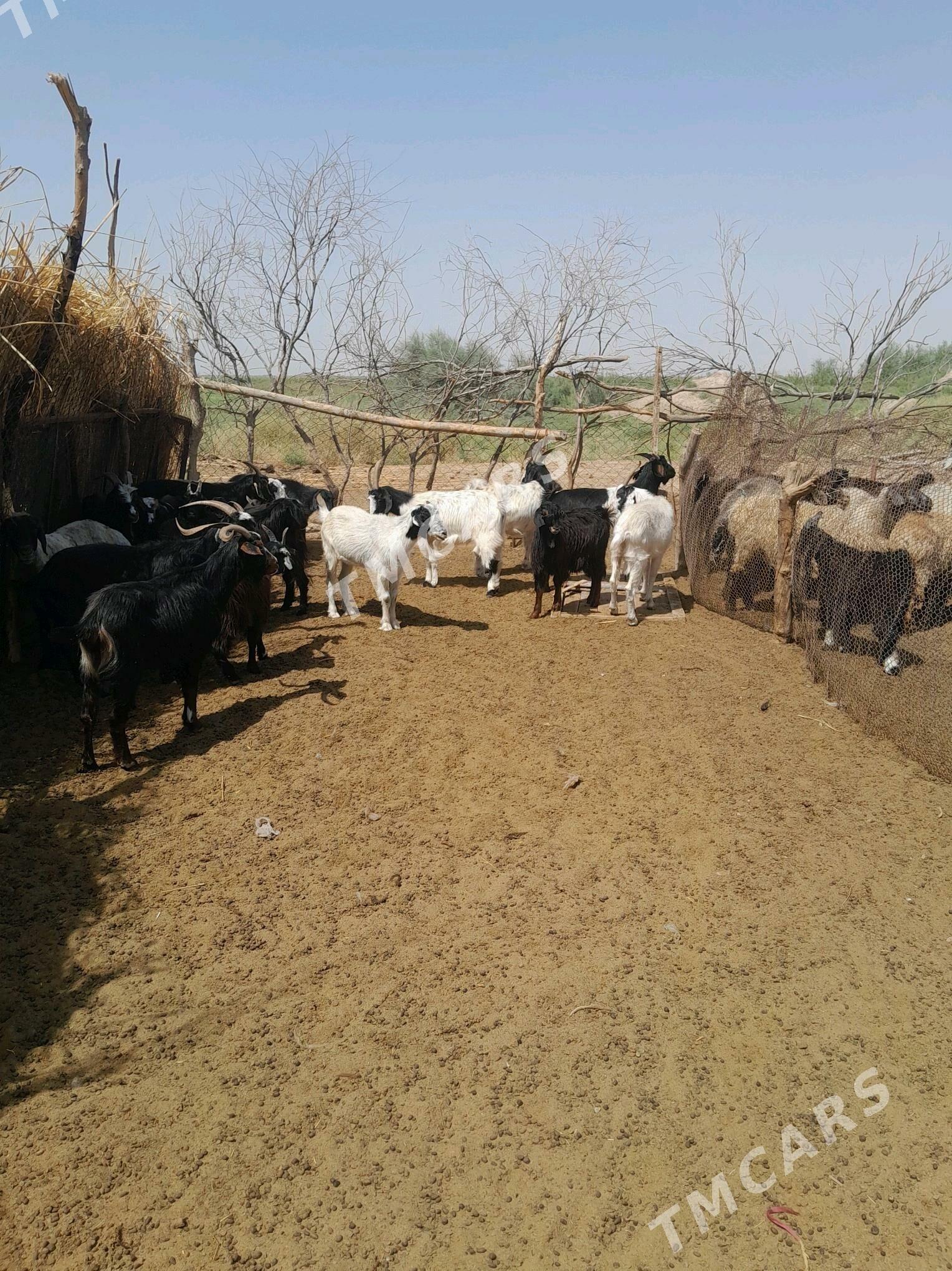 cekene bakyas goyun geci - Кака - img 5
