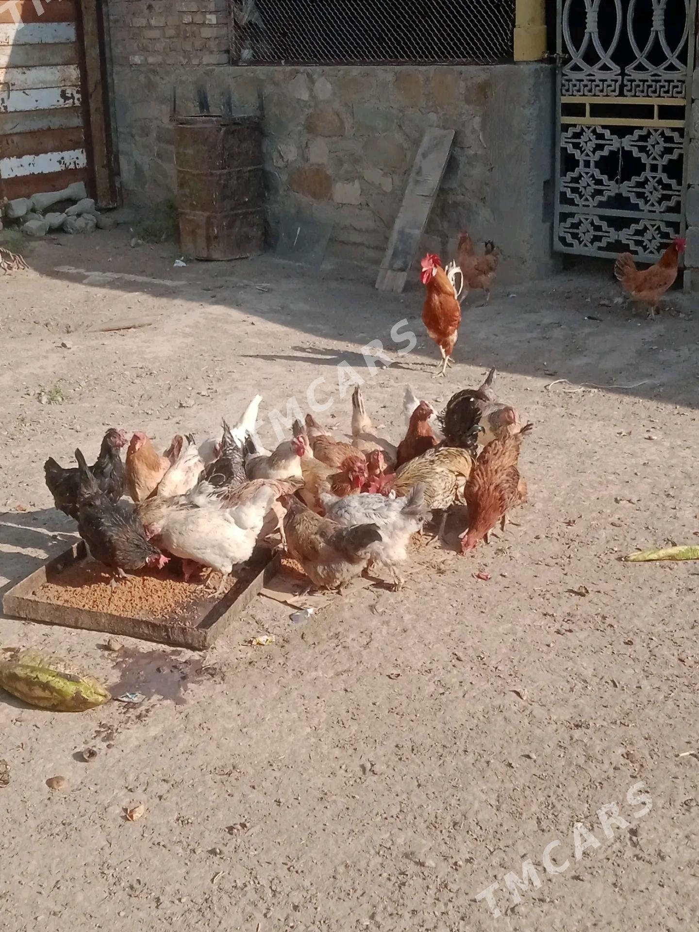 Satlyk towuklar - Балканабат - img 1