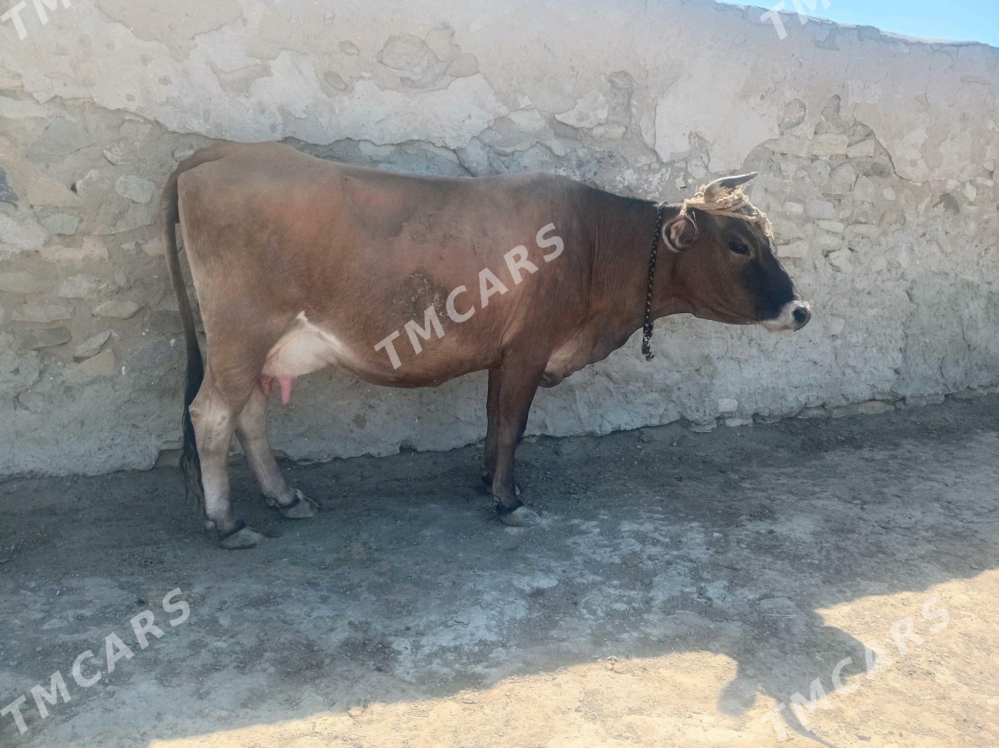 Goleli sygyr - Bereket - img 2