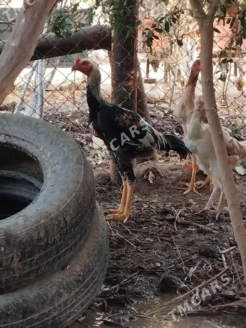baysow horaz - Çärjew - img 1