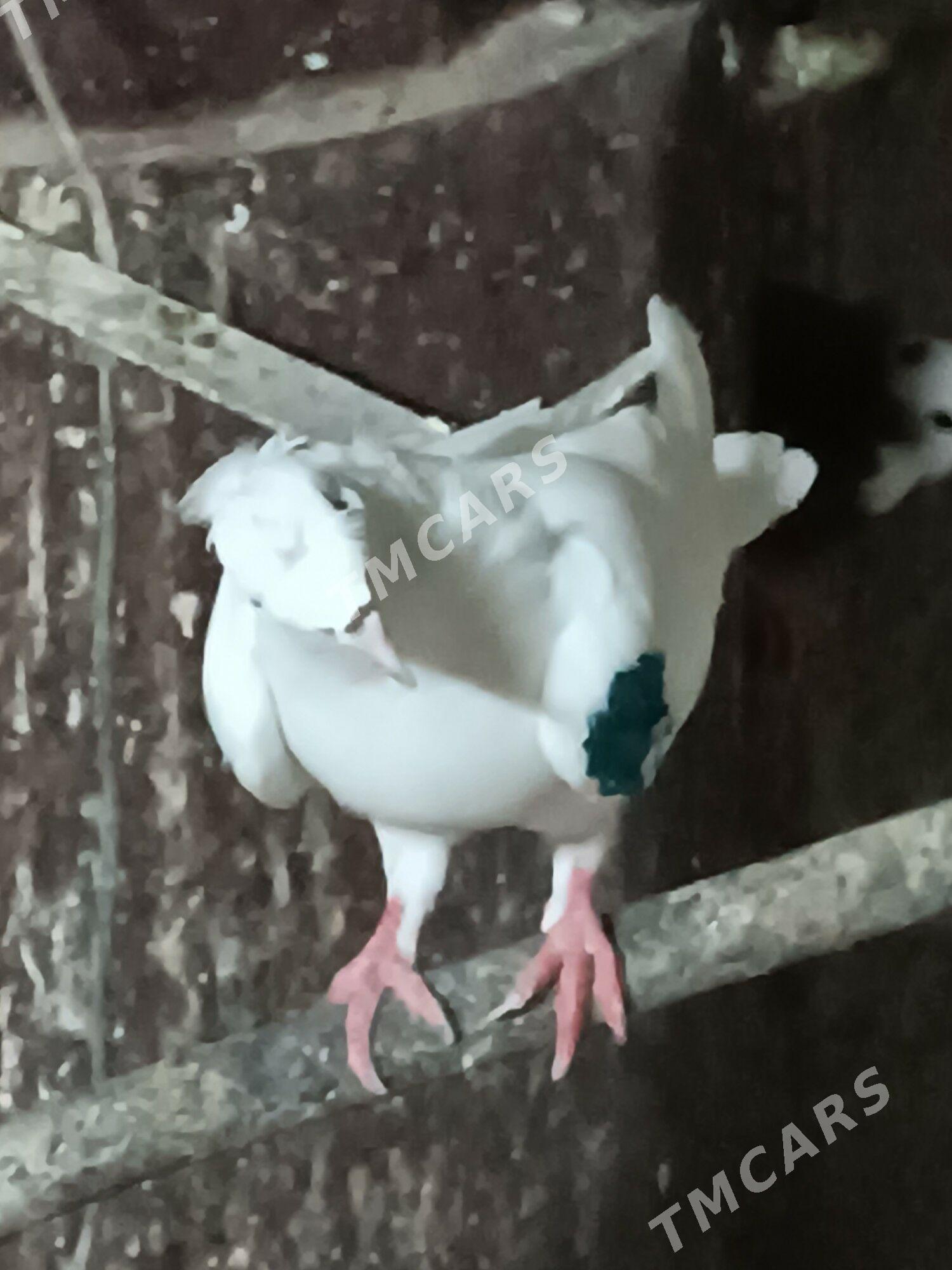 Kepderi - Mary - img 2