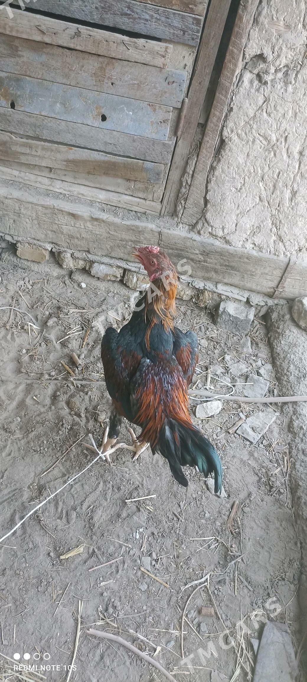 7 aylık - Türkmenabat - img 4