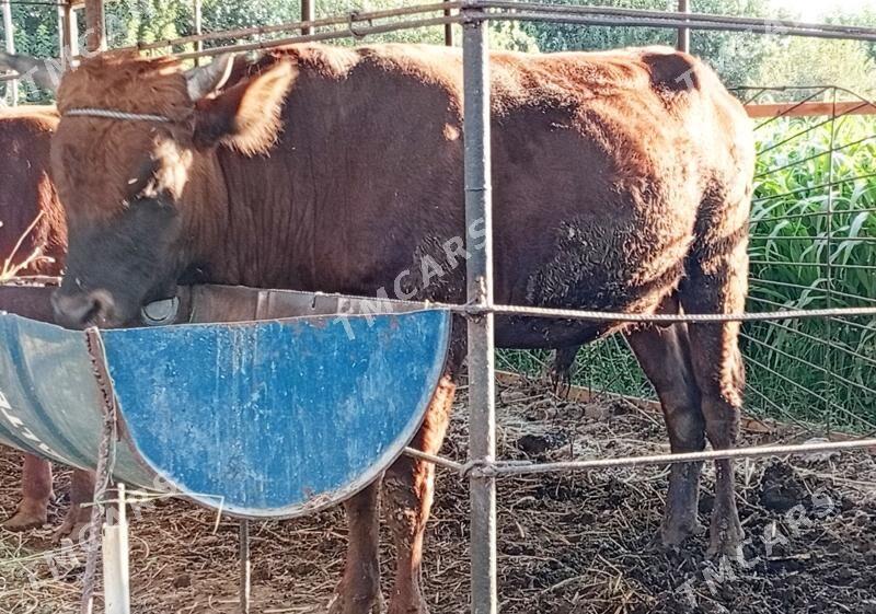 4 ýaşan meýdan öküz - Türkmenabat - img 2