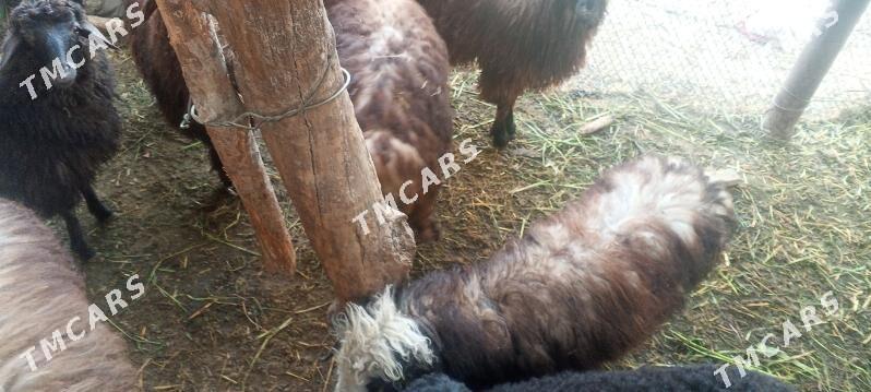 guzylar - Daşoguz - img 2