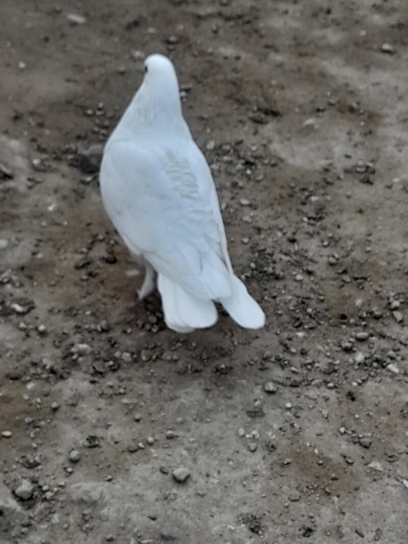 kepderi - Balkanabat - img 3