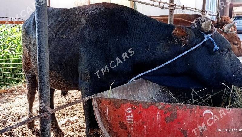 Öküzler 3×205 mln - Türkmenabat - img 7