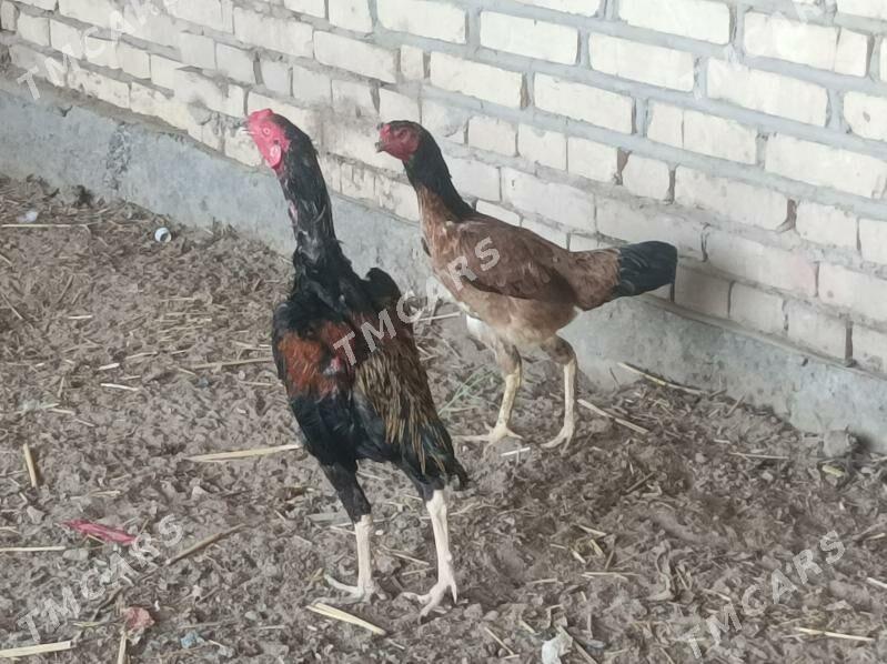 Horoz - Boldumsaz - img 2